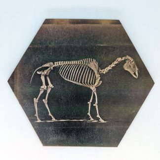 Horse skeleton hex tile, 6-inch size, reproducing a 19th century anatomical photograph
