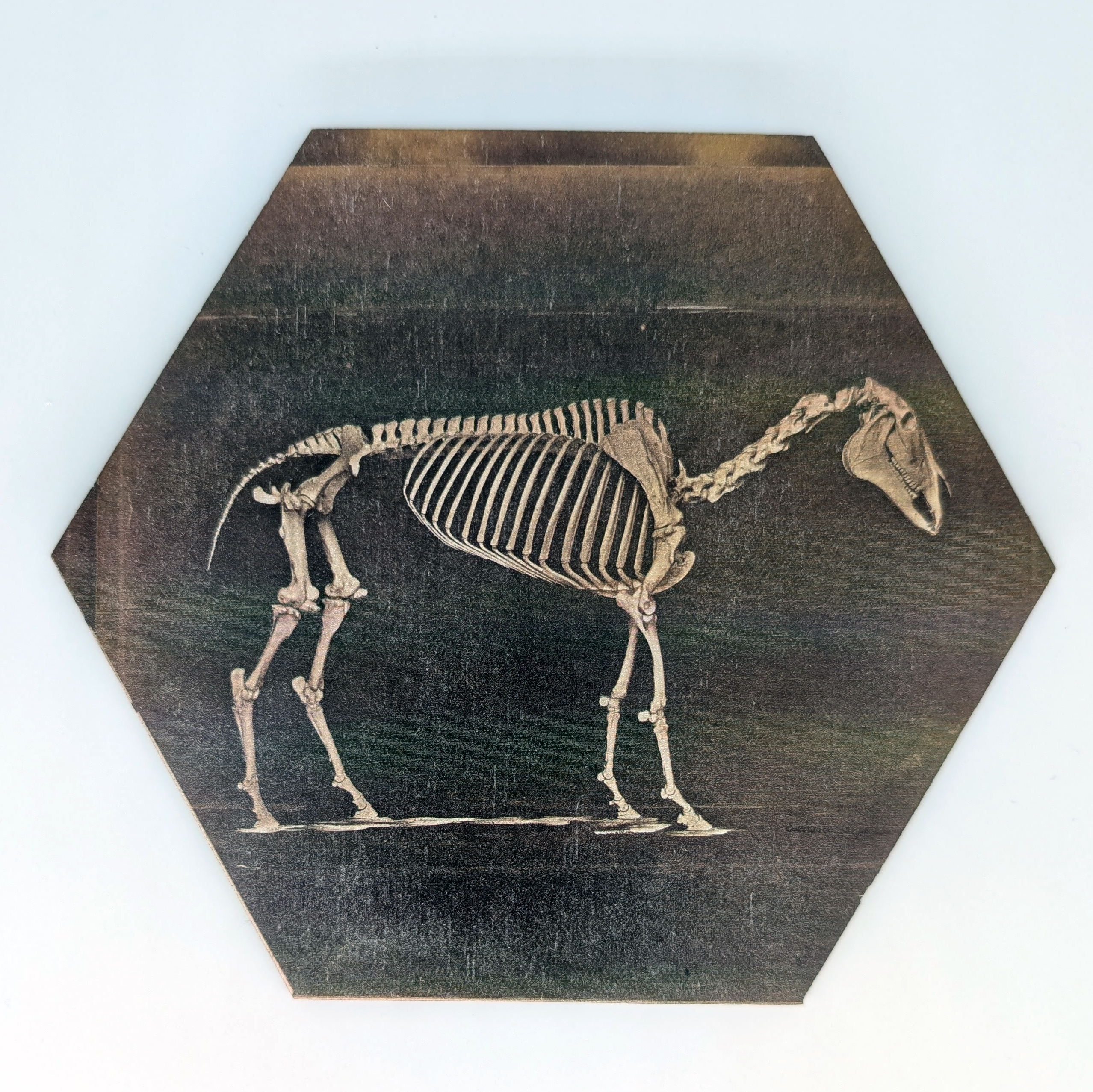 Horse skeleton hex tile, 6-inch size, reproducing a 19th century anatomical photograph