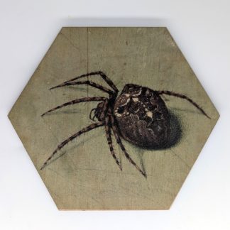 Green spider hex tile, 6-inch size, reproducing Van der Goes' natural history study